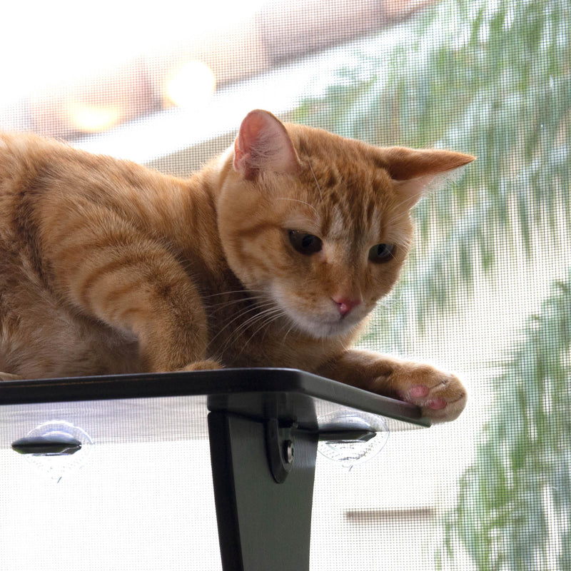 STAUBER Best Bamboo Cat Window Perch - Renewable and Eco Friendly! - STAUBER Shop