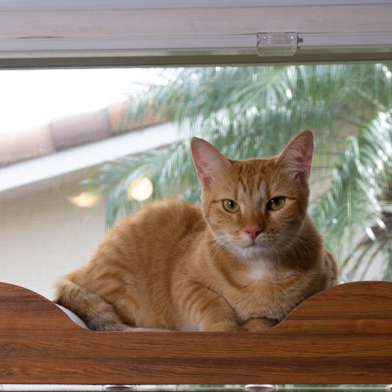 STAUBER Best Bamboo Cat Window Perch - Renewable and Eco Friendly! - STAUBER Shop